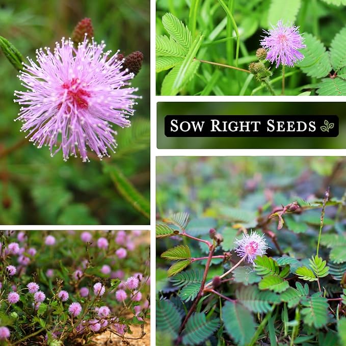 Sow Right Seeds - Sensitive Plant Mimosa Pudica Seeds for Planting - Non-GMO Heirloom Easy to Grow Touch-Me-Not - Unique Blooms - Grow Indoor or Outdoor - Great for Kids - Fun Interactive Flower (1)