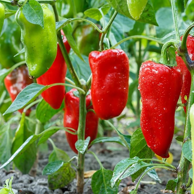 Bonnie Plants Snacking Red Pepper 19.3 oz. 4-pack