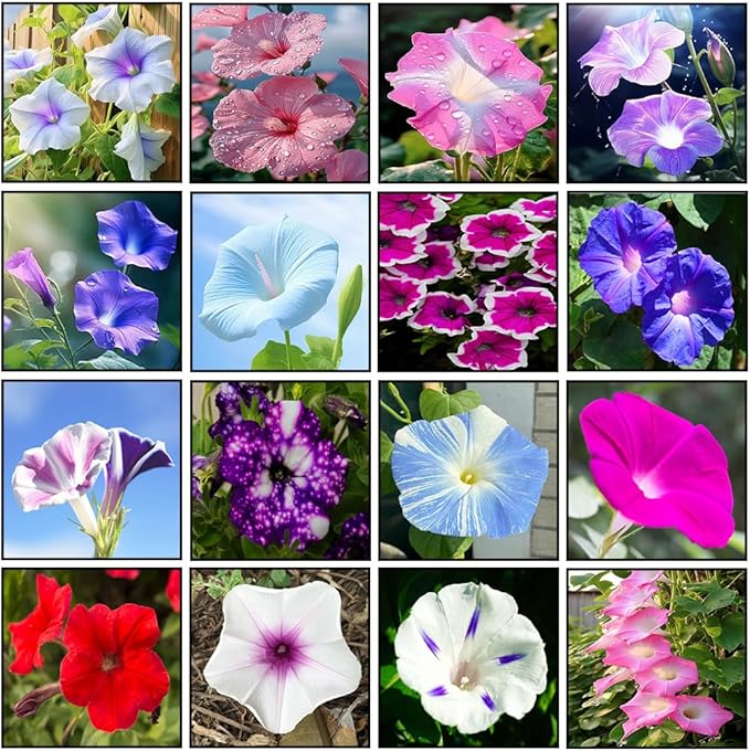 300+ Mixed Morning Glory Seeds for Planting, Wonderful Climbing Heirloom Vine, Beautiful Perennial Flowers, Non - GMO Seeds, Easy to Plant