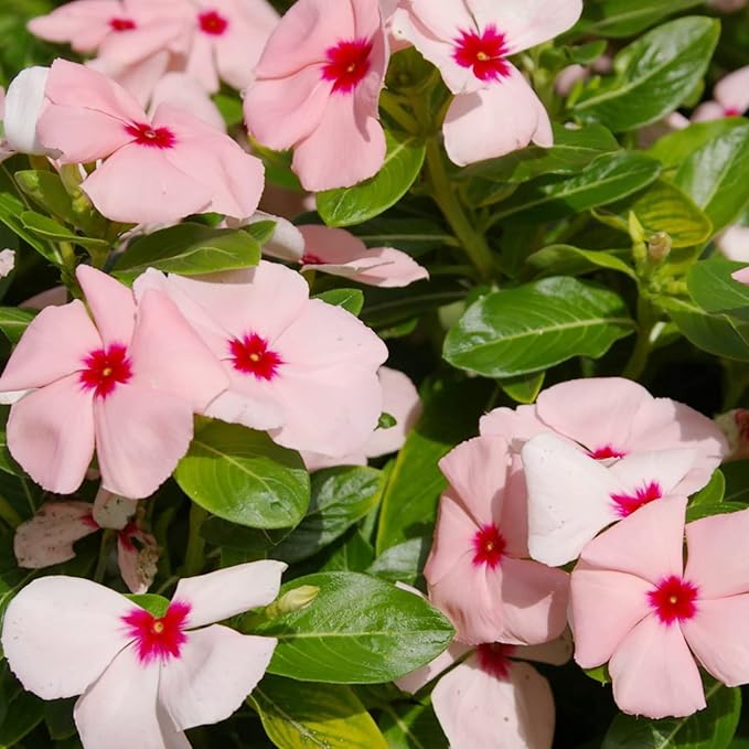Catharanthus Roseus Seeds Rosy Periwinkle Perennial Annual Attracts Butterflies Rabbit Resistant Borders Patio Containers Outdoor 100Pcs Mixed Colors Flower Seeds by YEGAOL Garden