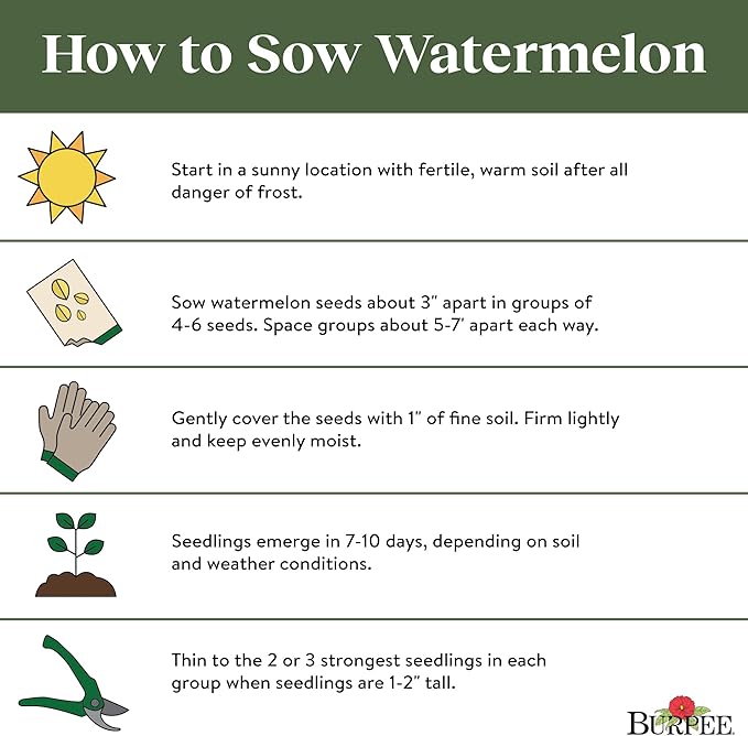 Burpee Crimson Sweet Watermelon Seeds 100 Seeds (Pack of 2)