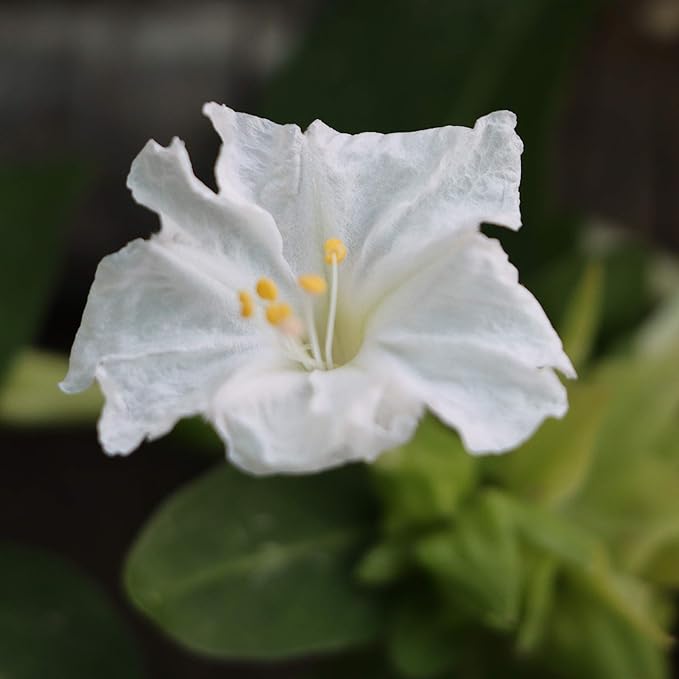 Outsidepride 1/4 lb. Perennial Mirabilis Jalapa Four O' Clock White Flower Seeds for Planting