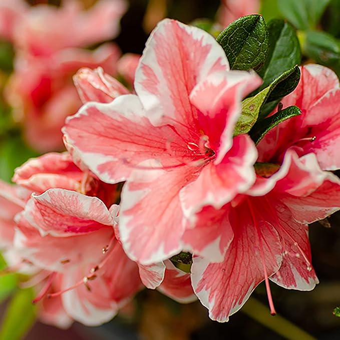 2 Gallons Encore Azalea Autumn Sunburst Azalea