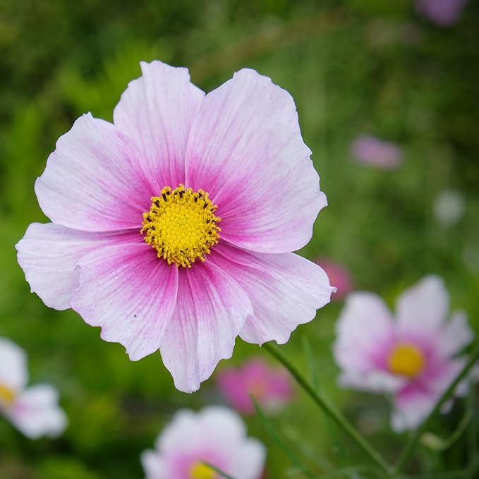 Outsidepride 2000 Seeds Annual Cosmos Bipannatus Day Dream Pink Cut Flower Seeds for Planting