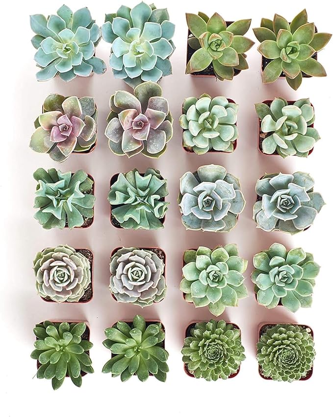 Shop Succulents Rosette Succulent Plant Pack Bulk Collection - Live Mini Succulent Plants, Low Maintenance, Floral Shaped Mix of Colors & Textures - Wedding and Party Favors, Gift & Garden, Pack of 20