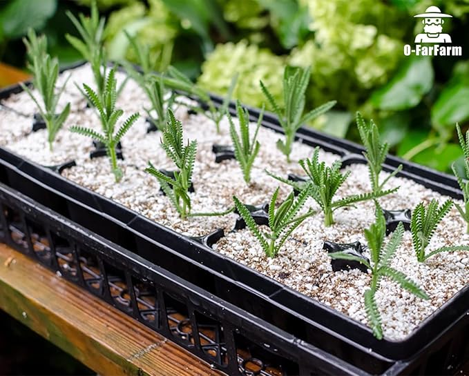 Chunky Perlite Bulk, Horticultural Pearlite Coarse Perlite for Plants Indoor, Additive Conditioner Mix, Improve Drainage and Ventilation, Help Root Growth (4-8mm, 10qt)