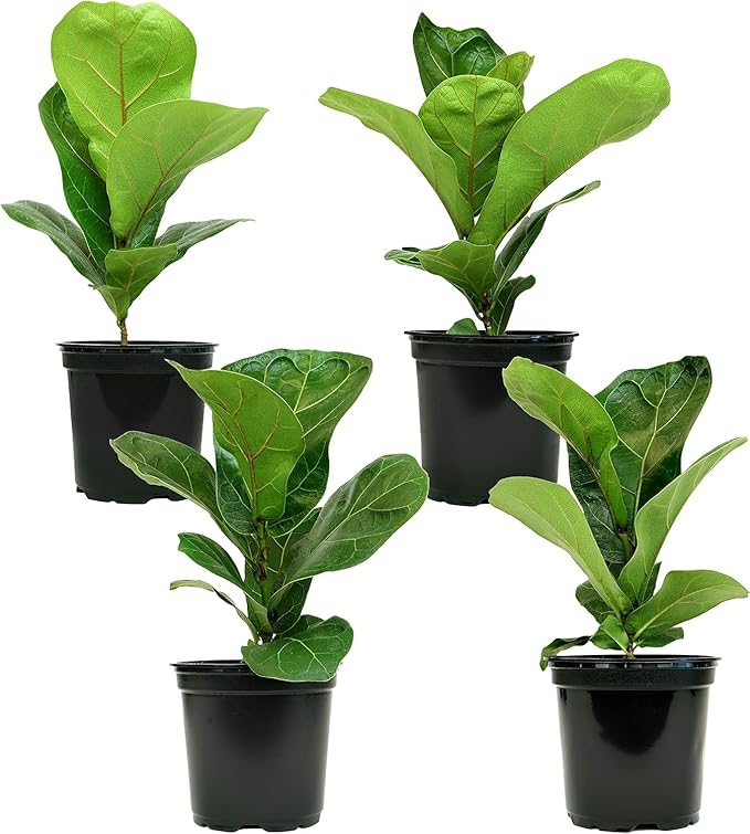 Fiddle Leaf Fig Tree (4 Pack), Ficus Lyrata Plant Pack, Ficus Tree Live Plant Delivery, Popular Plant Decor, Indoor Plants Live Houseplants, Real Plants, Live Plants Indoor Plant by Plants for Pets