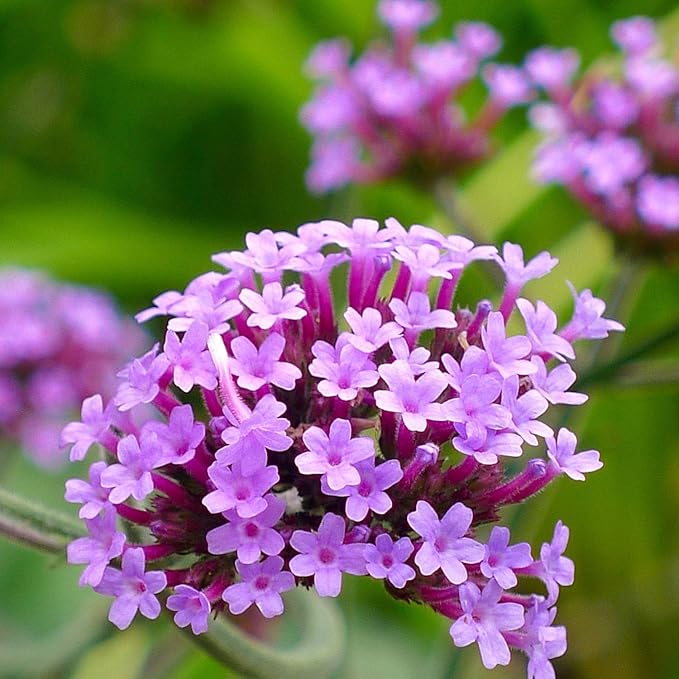 Outsidepride 10000 Seeds Perennial Verbena Bonariensis Purpletop Vervain Flower Seeds for Planting