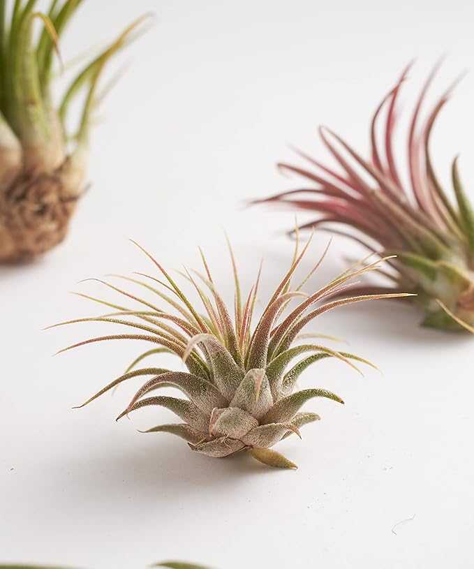 Shop Succulents | Assorted Collection of Live Air Plants, Hand Selected Variety Pack of Air Succulents | Collection of 6