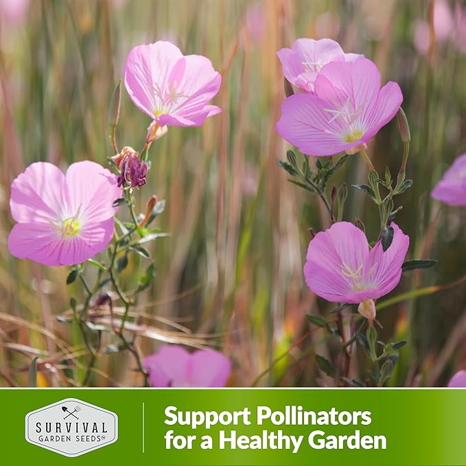 Showy Evening Primrose Seed for Planting - 3 Packets with Instructions to Plant and Grow Pinkladies in Your Home Flower Garden - Non-GMO Heirloom Variety - Survival Garden Seeds - Mexican Primrose