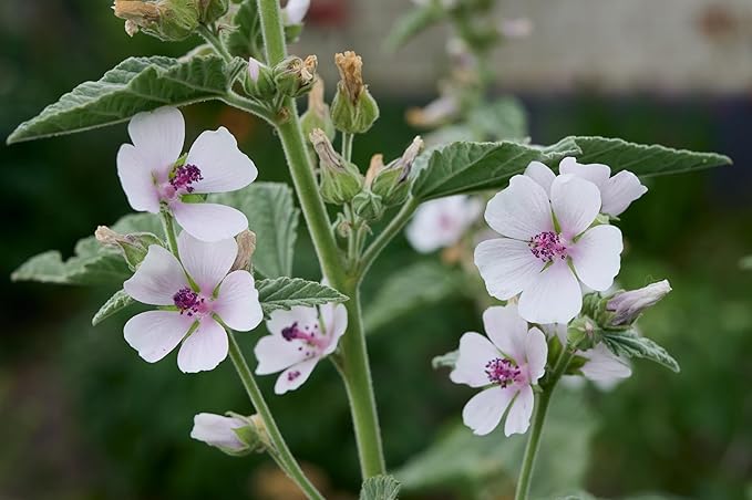 TKE Farms & Gardens - Marshmallow Seeds for Planting, 500 mg, 250 Heirloom Seeds, Non-GMO, Packet Includes Instructions for Growing, Althaea officinalis. Qty 1
