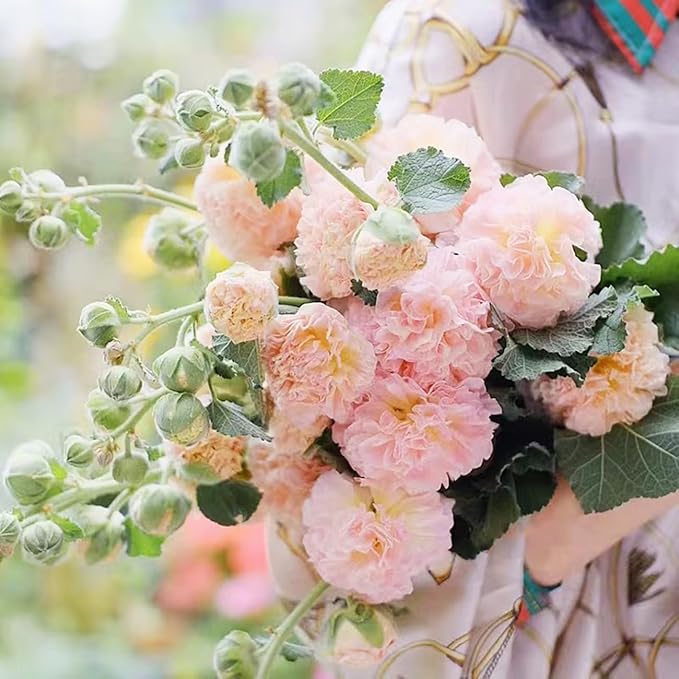 300+ Hollyhock Seeds Carnival Mix Giant Mallow Double Hollyhock Flowers Seed Perennial Outdoor Home Garden Flower