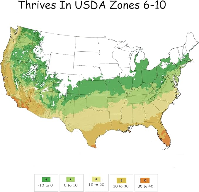 2 Gallons Encore Azalea Autumn Sunburst Azalea