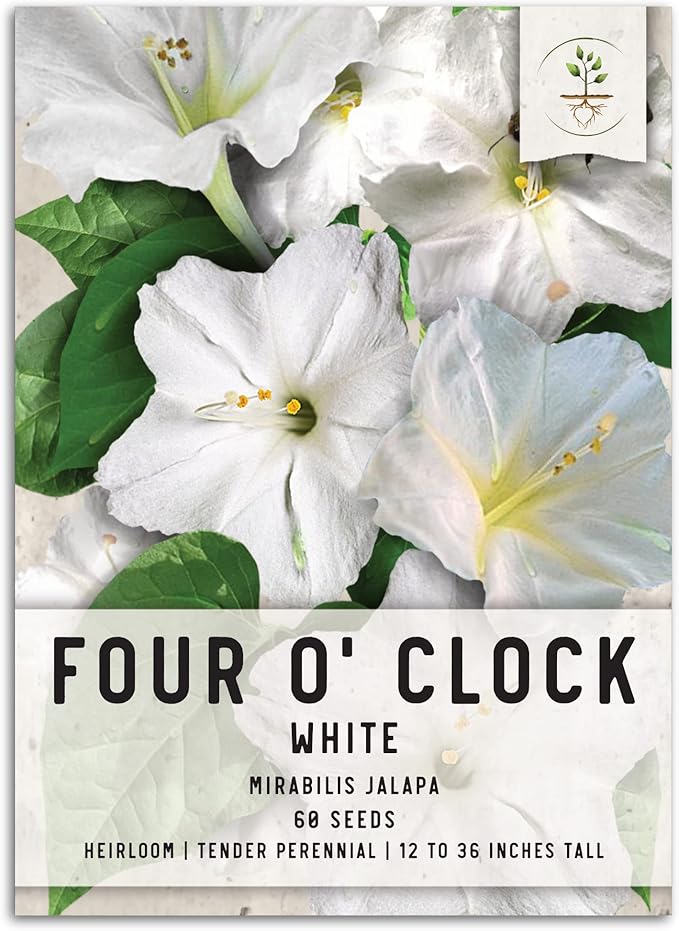 Seed Needs, White Four O Clock Seeds - 60 Heirloom Seeds for Planting Mirabilis Jalapa - Tender Perennial Flowers to Plant a Butterfly Garden and Attract Pollinators (1 Pack)