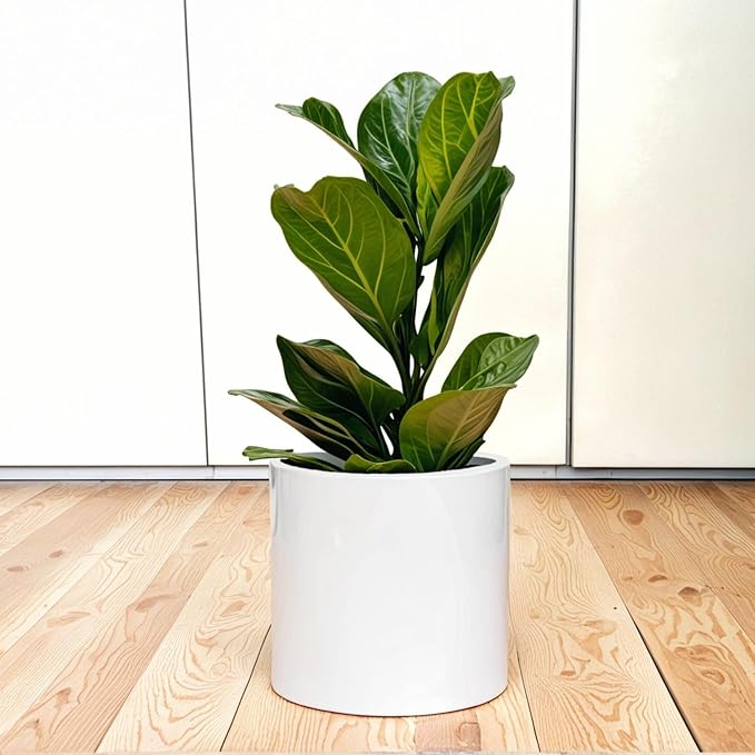Fox & Fern 10 Inch Plant Pot with Drainage Plug — Premium Lightweight Fiberstone Glossy White Planter; Indoor & Outdoor Planter; 10 Inch Pots for Plants; Weather Resistant & UV Resistant