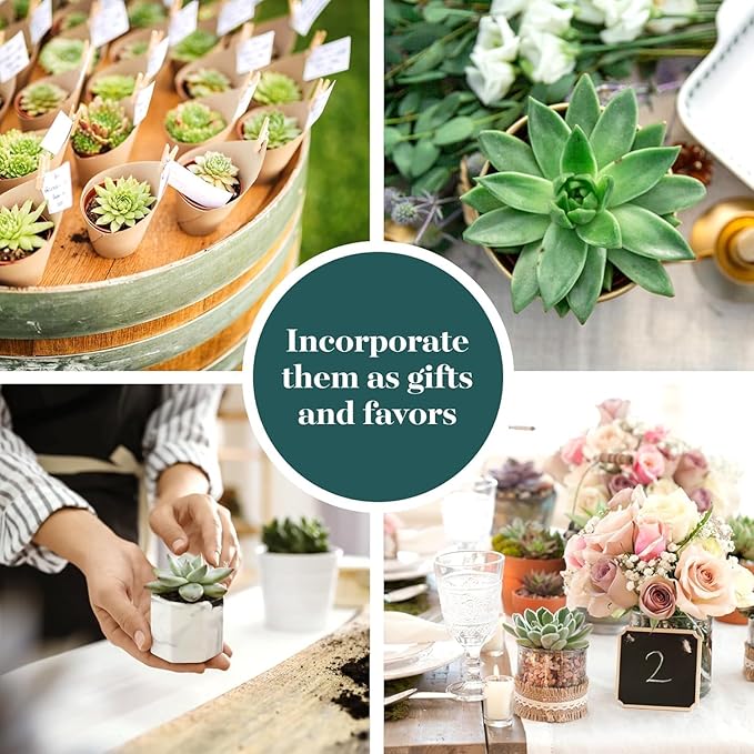 Shop Succulents Rosette Succulent Plant Pack Collection - Live Mini Succulent Plants, Low Maintenance, Floral Shaped Mix of Colors & Textures - Wedding and Party Favors, Gift & Garden, Pack of 12