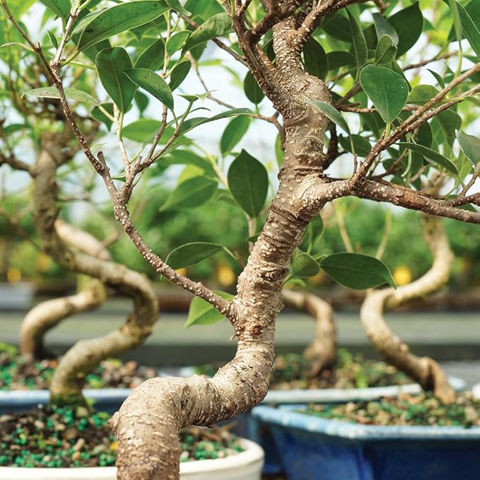 Brussel's Bonsai Live Golden Gate Ficus Indoor Bonsai Tree - Small, 4 Years, 5 to 8 In - Live Bonsai Tree in Ceramic Bonsai Pot