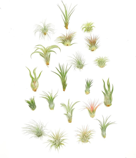 Shop Succulents | Assorted Collection | Variety of Species, Tropical House Plant for Home Décor, DIY Terrariums, 20-Pack