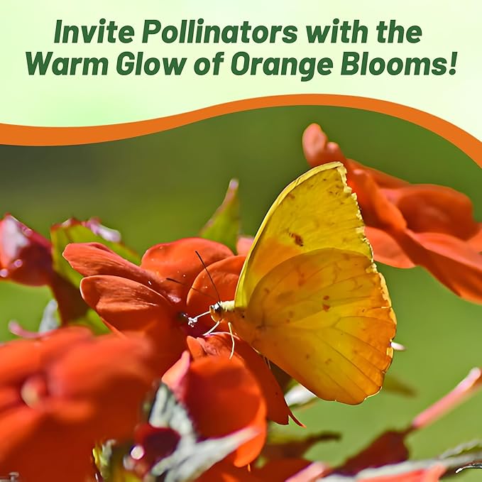 Outsidepride 25 Seeds Orange Impatiens Garden Flower Seeds for Planting