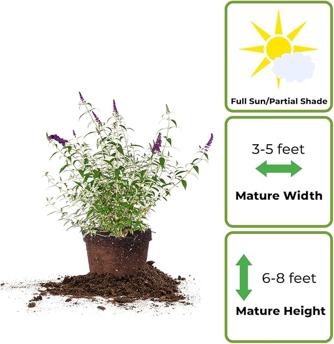 PERFECT PLANTS Black Knight Butterfly Shrub 1 Gallon | Live Bush for Outdoor Planting | Attracting Pollinators Like Butterflies, Bees, and Hummingbirds | Beautiful Dark Purple Flowers in Summer