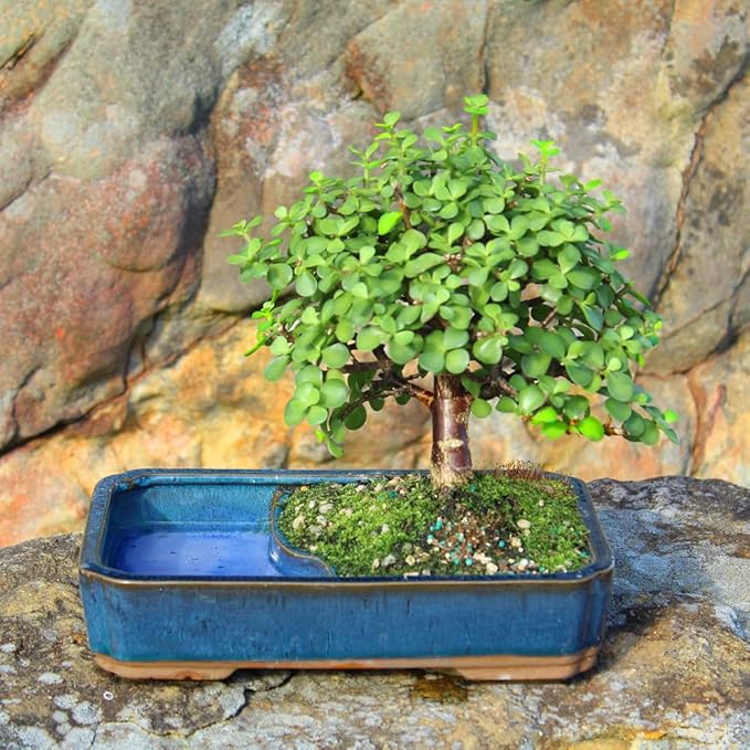 Brussel's Bonsai DT9050WP Indoor Bonsai Tree, Dwarf Jade, MEDIUM, Green