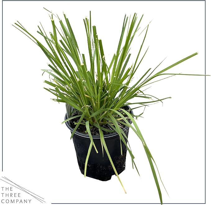 Live Ornamental Perennial Grass - Pink Pampas - Showy Accent Plant - 12" Tall by 6" Wide in 1.5 Quart Pot