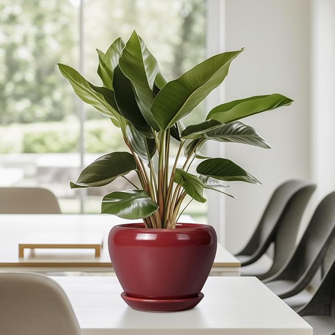 Ceramic Pot for Plants - 6 Inch Plant Pot Indoor with Drainage Hole and Saucer Succulent Pot Outdoor Planter Round Flower Pot for House Patio Decor Red