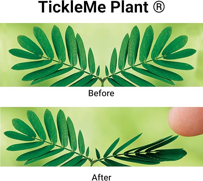 TickleMe Plant Seeds Pack (2) – Fun Party Favor, Leaves Fold When Touched! Easy to Grow Indoors, Can Flower, Includes 10 Activities, Reopens in Minutes – Perfect for Valentine's Day!