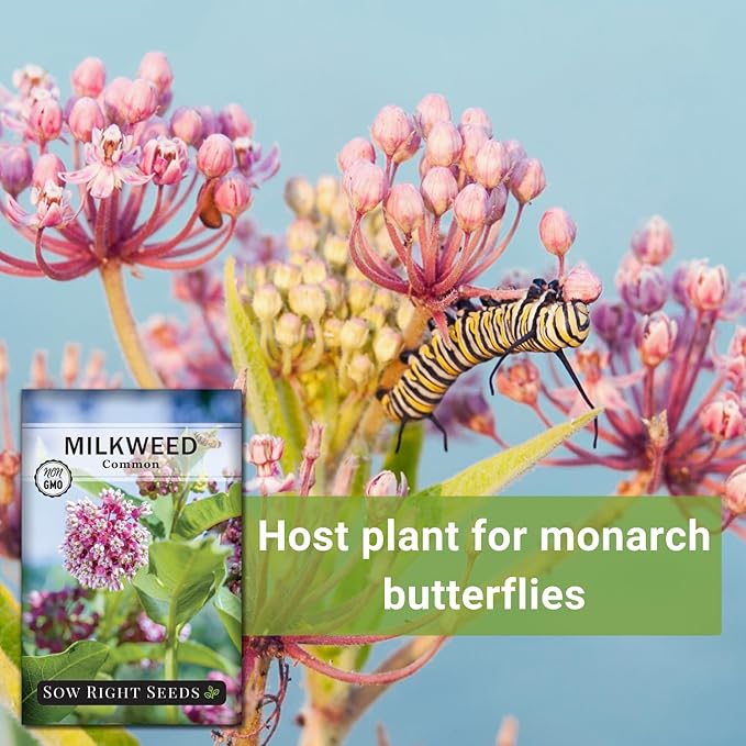 Sow Right Seeds - Common Milkweed Seeds for Planting - Attract Monarch Butterflies to Your Garden - Non-GMO Heirloom Seed Packet with Full Instructions to Plant - Perennial Plant for Pollinators (4)