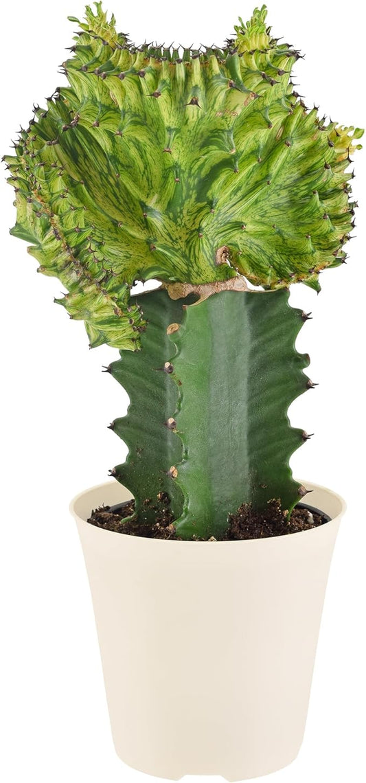 Arcadia Garden Products Live Mermaid Tail Cactus Indoor Houseplant in Plastic Pot, Euphorbia lactea Cristata Crested Coral Succulent Plant Gift for Home and Garden Decor, 4-inch, Green