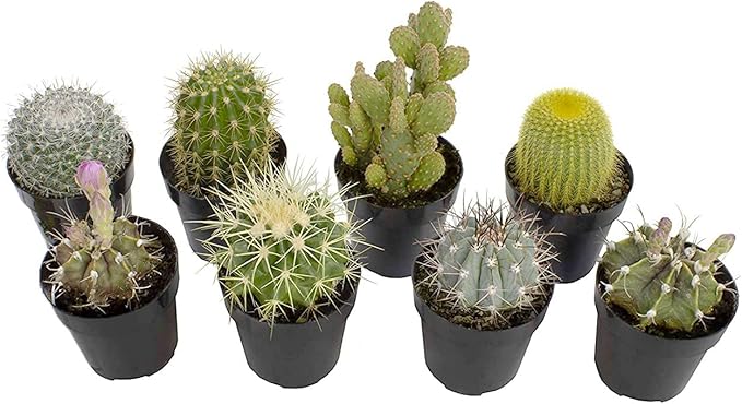 Altman Plants, Assorted Cactus Plants Live Succulents (8 Pack), Live Cactus Plant Lover Gifts, Cacti Succulents Plants Live Houseplants, Succulent Indoor Plants Live Plants in Cactus Soil Potting Mix
