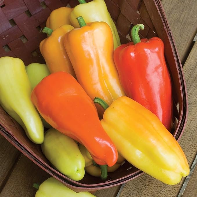 Burpee Gypsy Sweet Pepper Seeds 30 seeds