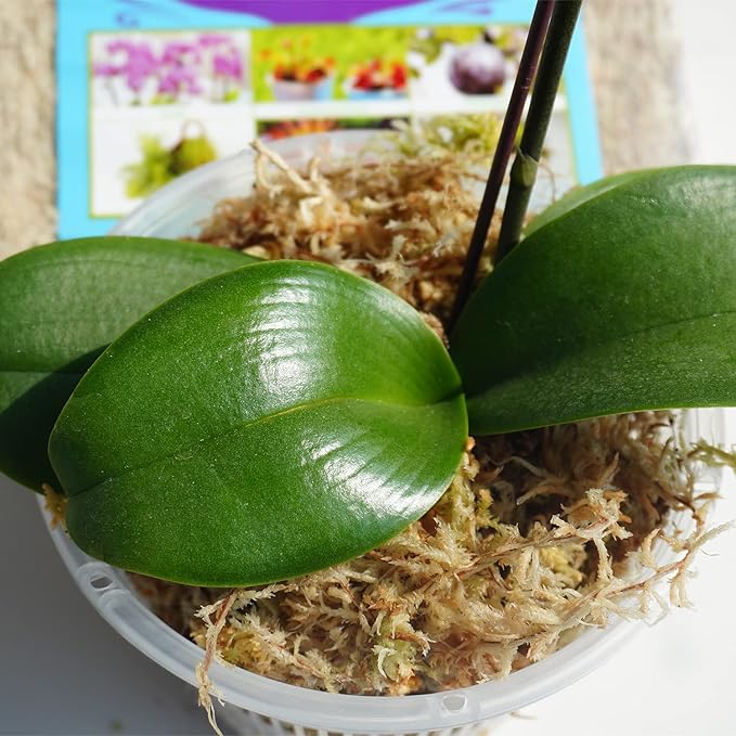 Sphagnum Moss 1.2 lb for DIY Moss Pole, Great Potting Mix for Indoor Plants, Help with Maintain Humidity