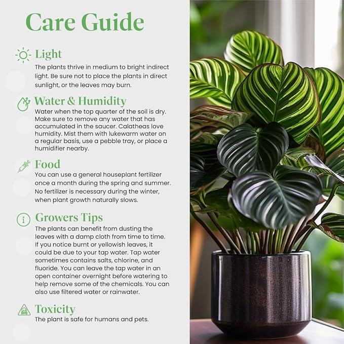 American Plant Exchange Live Assorted Calathea Plants, Prayer Plants, Plant Pots for Home and Garden Decor, 4" Pot, Pack of 3