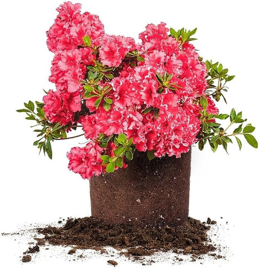 RED Ruffles Azalea, Live Plant, Includes Special Blend Fertilizer & Planting Guide (3 Gallon)