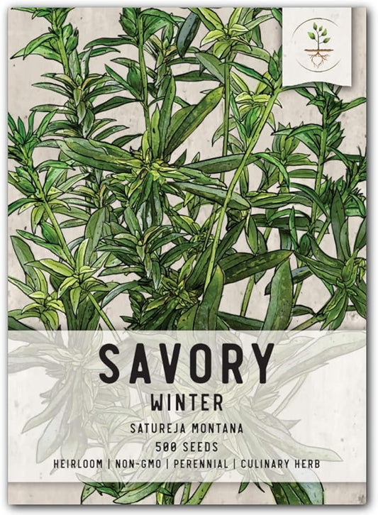 Seed Needs Winter Savory Seeds for Planting - Non-GMO, Heirloom & Untreated Perennial Herbs - Organically Grow a Culinary Kitchen Garden Indoors or Outdoors (1 Pack)