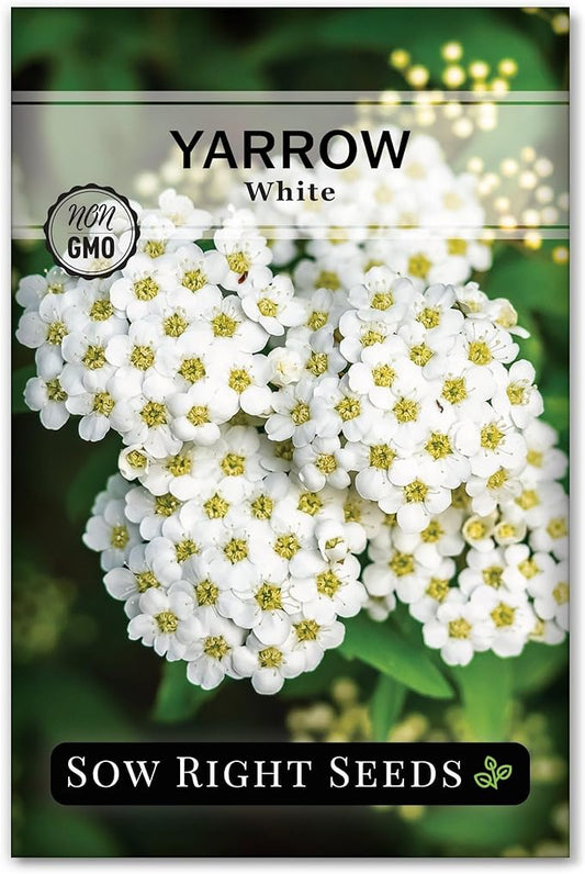 Sow Right Seeds - Common White Yarrow Seeds for Planting - Non-GMO Heirloom Packet with Instructions to Grow an Outdoor Flower Garden - Medicinal Herb & Native Wildflower - Perennial Achillea (1)