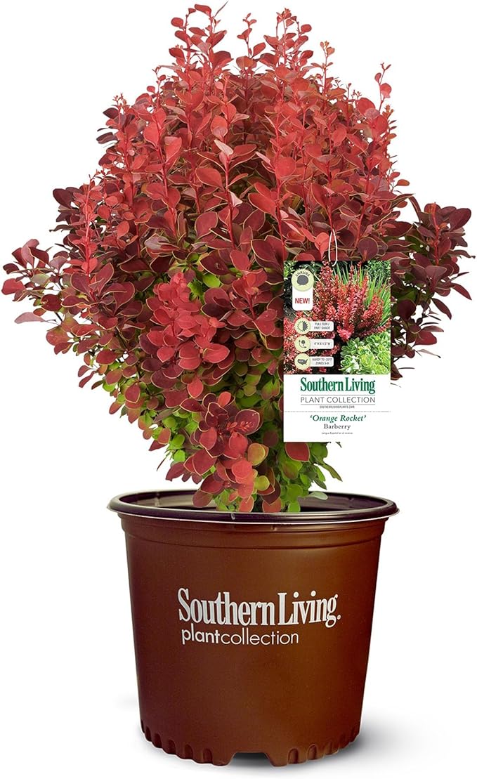 2 Gallon Southern Living Barberry Orange Rocket Shrub