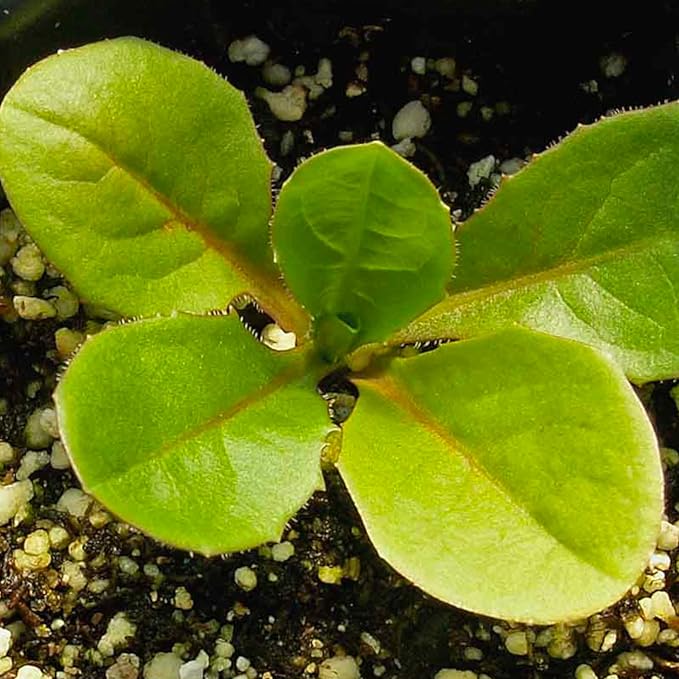 Seed Needs, Chicory Seeds - 500 Heirloom Seeds for Planting Cichorium intybus - Blue Floweres/Wildflowers, Non-GMO & Untreated, Italian Dandelion (5 Packs)