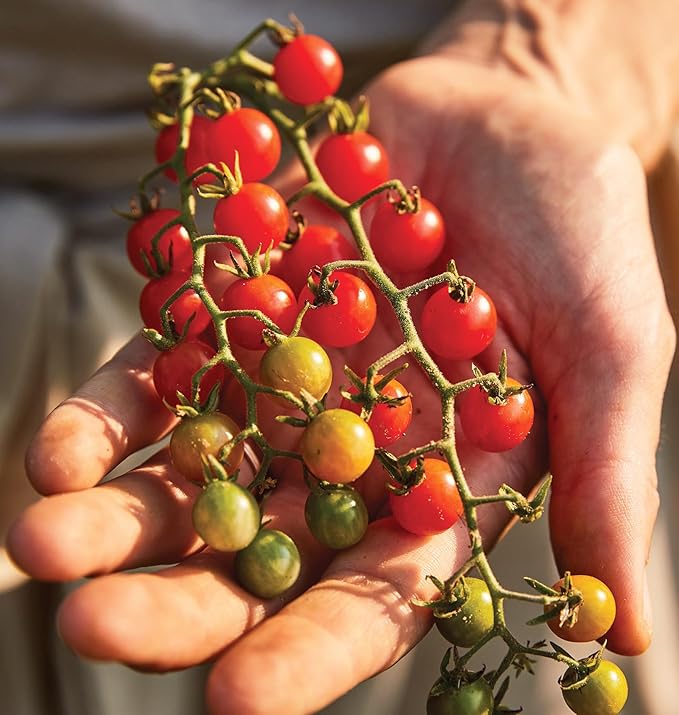 Burpee 'Red Currant', Red Cherry Tomato, Sweet Flavor, 60 Non-GMO Seeds