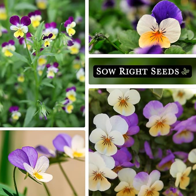 Sow Right Seeds - Violet, Johnny Jump-Up Flower Seed for Planting - Beautiful Flowers to Plant in Your Garden - Non-GMO Heirloom Seeds - Perfect for Spring Containers - Attract Pollinators (1)