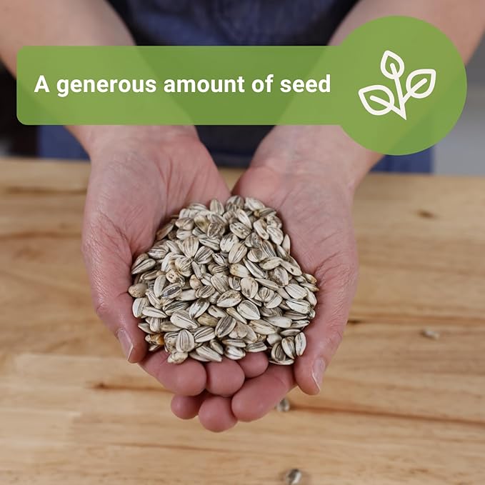 Sow Right Seeds - Mammoth Sunflower Seeds to Plant - 740 Seeds 2 Ounces - Grow Giant Sunflowers - Non-GMO Heirloom Bulk Jumbo Pack for Planting an Outdoor Garden - Abundant Harvest for Pollinators
