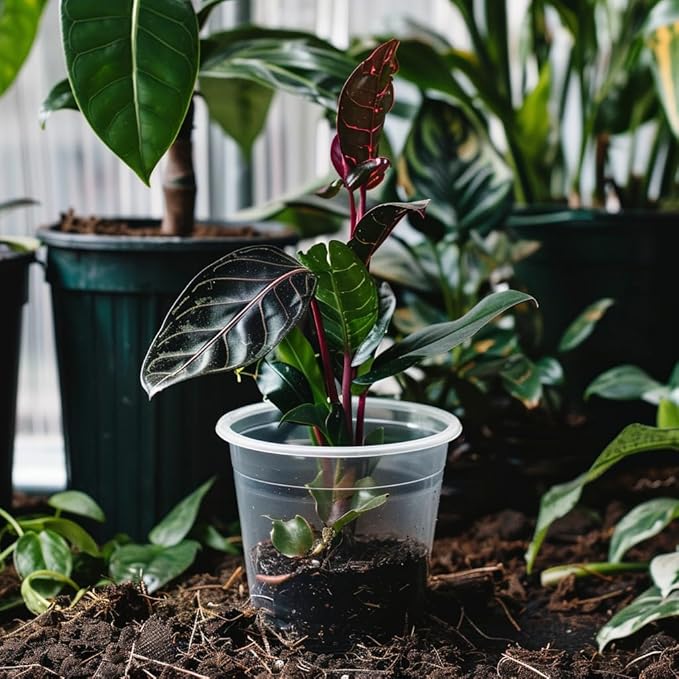 50 Pack 3/4/5/6/7 Inch Clear Plastic Nursery Pots for Succulents, Herbs, Flowers, Vegetable Seedlings, Durable Nursery Pots for Plants with Drainage Holes (3+4+5+6+7 inch)