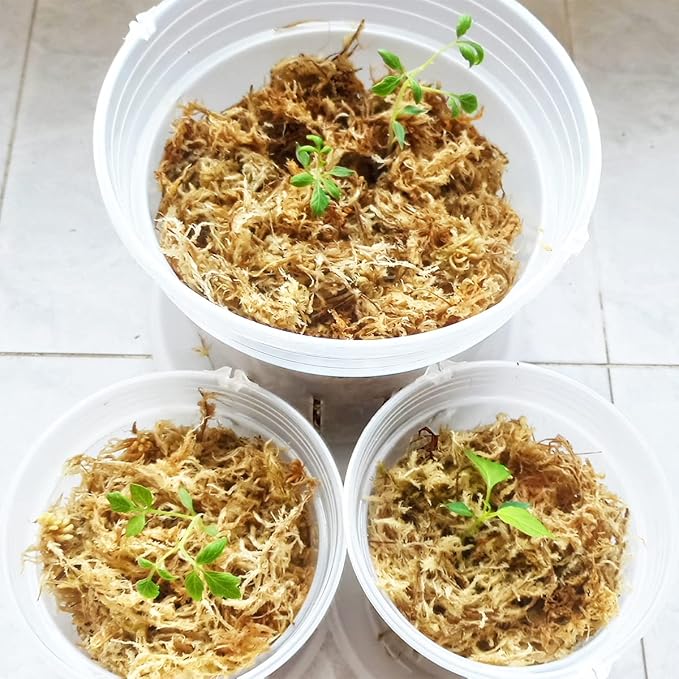 2.1 lb Sphagnum Moss for Plants, Carefully Selected Clean Sphagnum Moss Brick for Rooting Plants