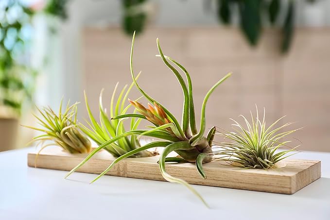 Tillandsia Air Plants Live Indoor Plants (6PK), Airplants Variety Live Plant Kit, Tropical Plants Live Houseplants, Air Plant Live Succulents Plants Live Plants Indoor House Plants by Plants for Pets
