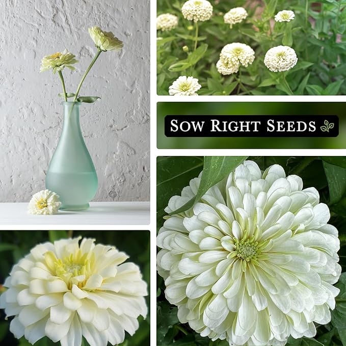 Sow Right Seeds - Zinnia Polar Bear Flower Seeds for Planting - Beautiful Flowers to Plant in Your Home Garden - Non-GMO Heirloom Packet - White Blooms Attract Pollinators - Cut and Come Again (3)