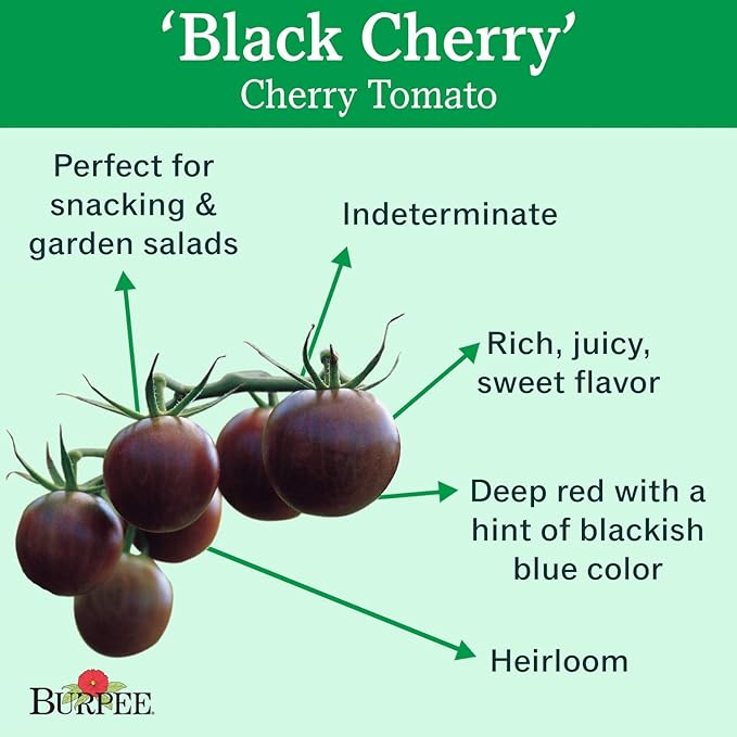 Burpee 'Black Cherry' Tomato, Purple Cherry Tomato, Sweet Rich Flavor, 30 Non-GMO Seeds