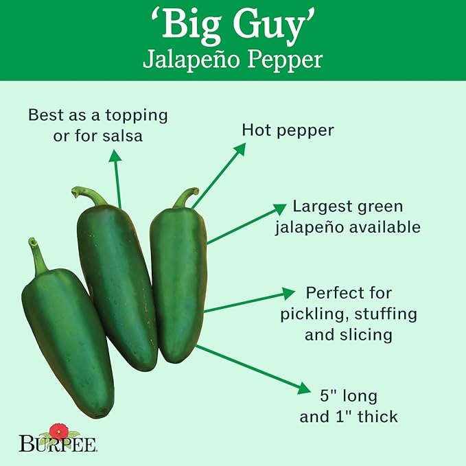 Burpee Big Guy Hot Pepper Seeds 30 seeds