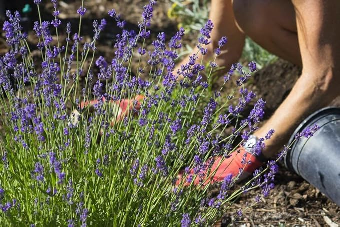 Lavender Planting Medium - Create a Serene and Fragrant Garden Oasis - 2 QUARTS