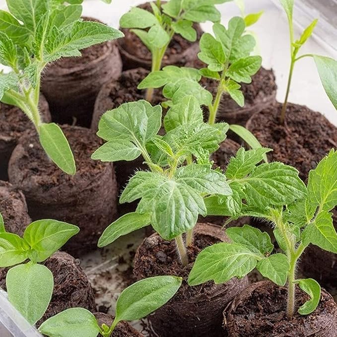 35mm Peat Pellets Seed Starting Plugs Seeds Starter Pallet 100 Pack Seedling Soil Block for Garden Seedling Planting